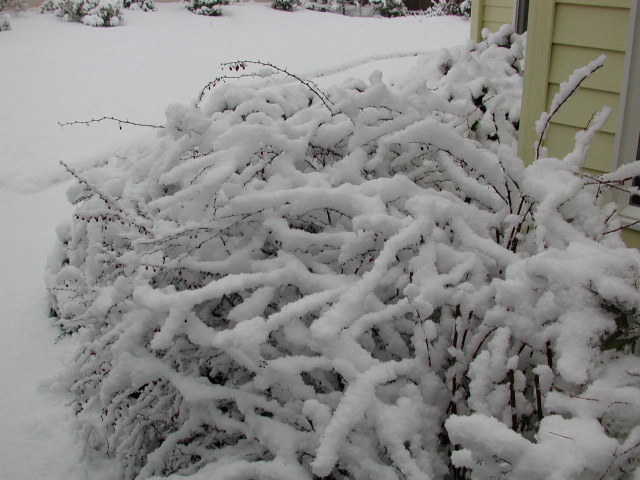 Barberry (and viburnum) covered in snow