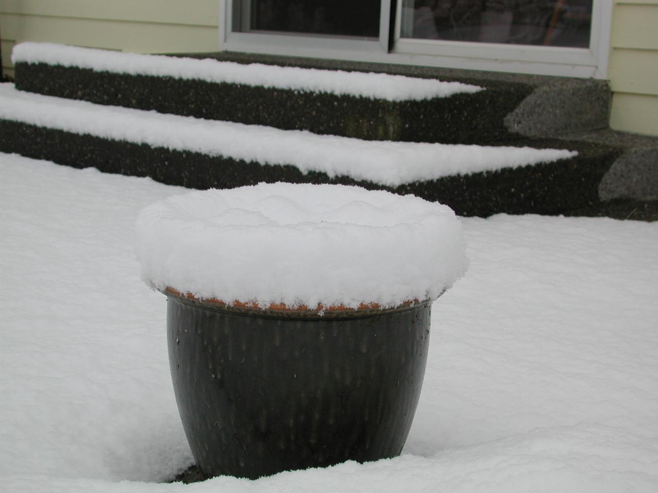 The Hyacinth pot buried in snow