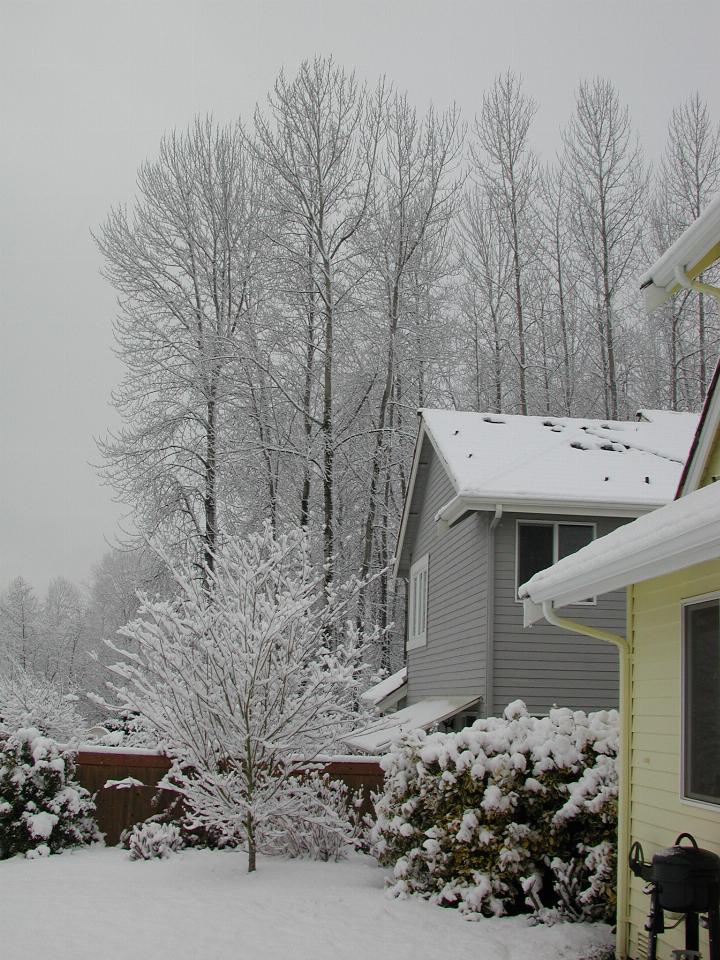 Winter wonderland,  looking west from my back yard