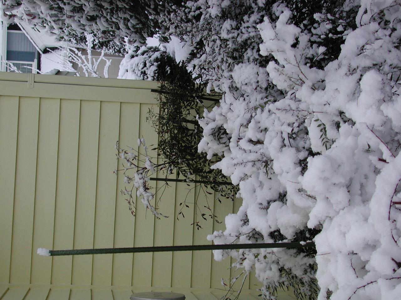 Snow even on top of the garden stake!