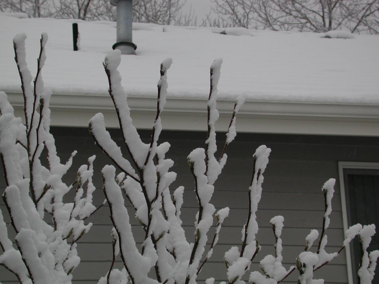 The magnolia in the front yard covered in snow, even though getting ready to bloom