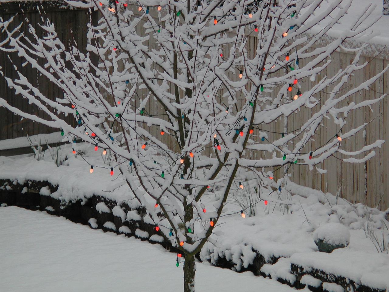 The Deals back yard tree with the Christmas lights blazing