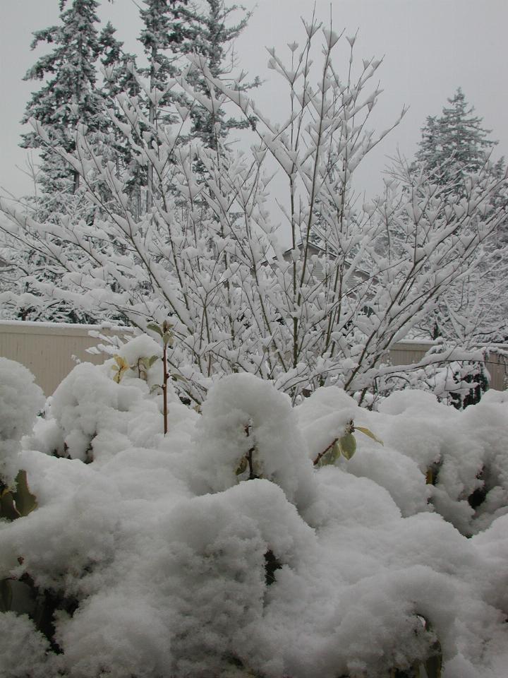 Looking out dining room window, with eleagnus and Korean dogwood covered in snow