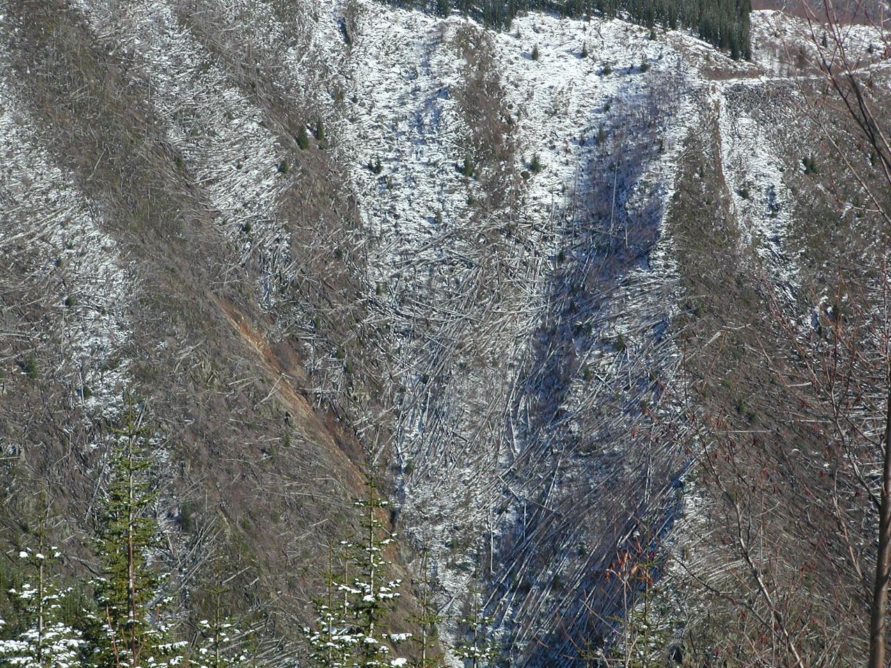 Trees blown down by explosion, as seen from viewpoint before Coldwater Ridge Visitor Center