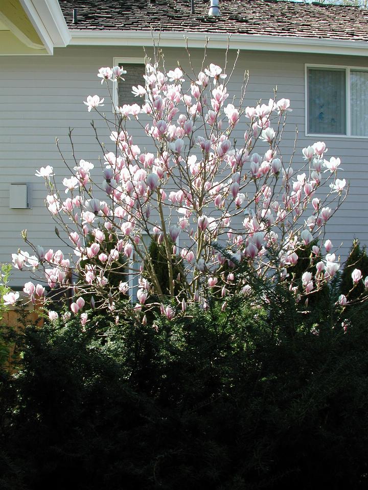 Magnolia tree in bloom