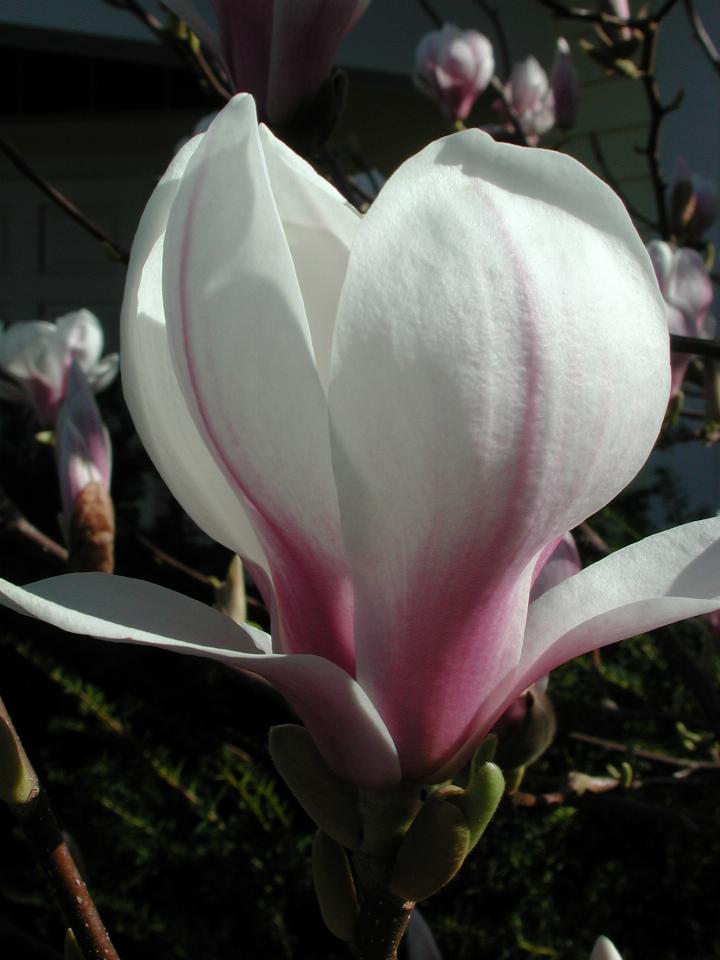 Side view of magnolia bloom