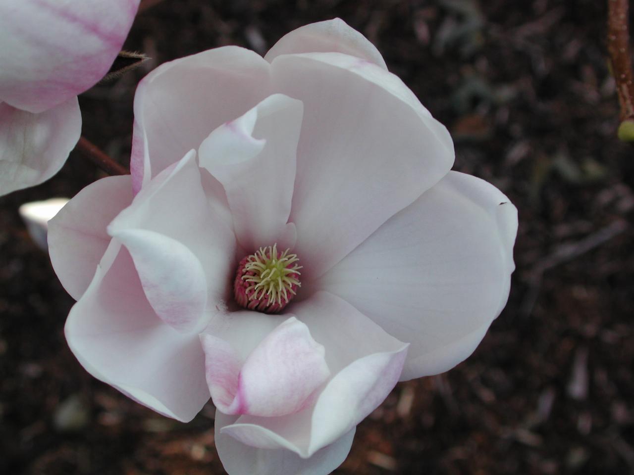 Aerial view of a magnolia blossom