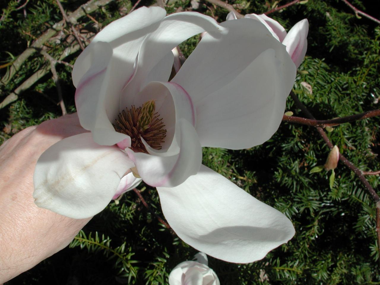 Close up view of magnolia flower