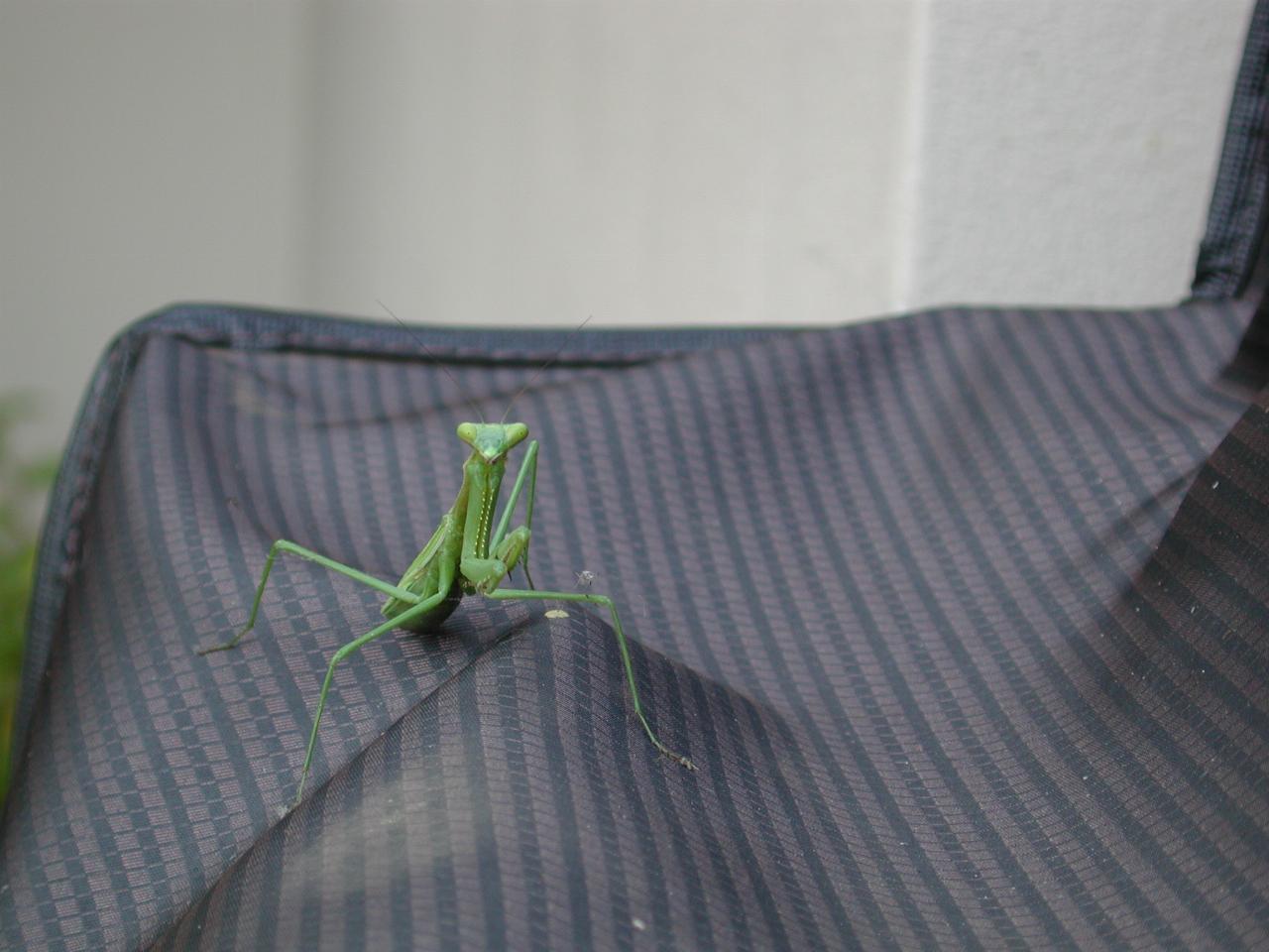 Praying mantis