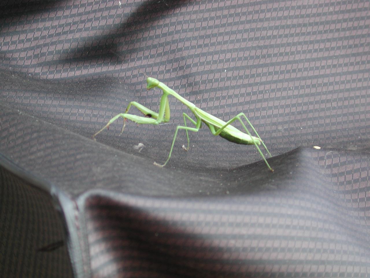 Praying mantis