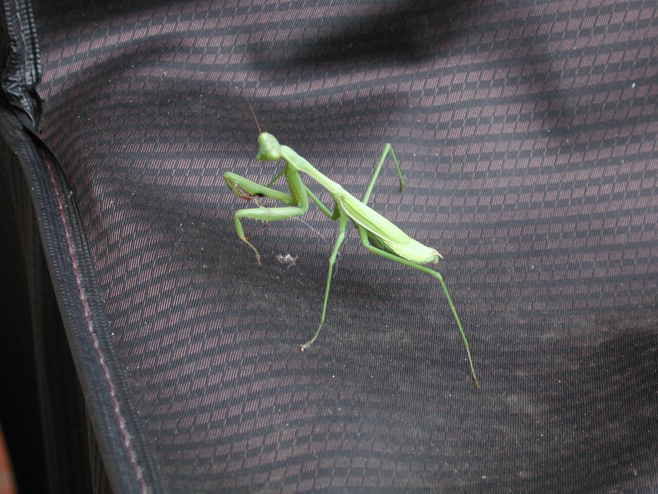 Praying mantis