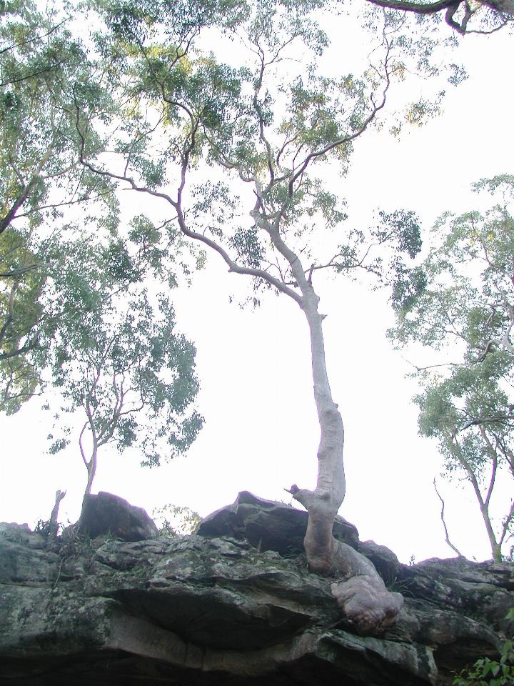 Gum tree growing out of rock