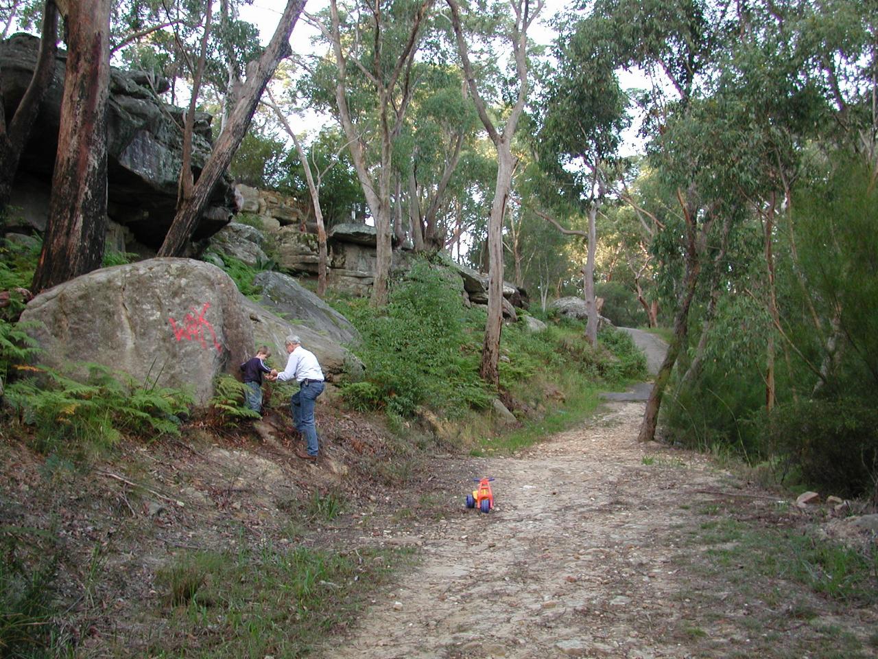 Bush scene along the fire trail