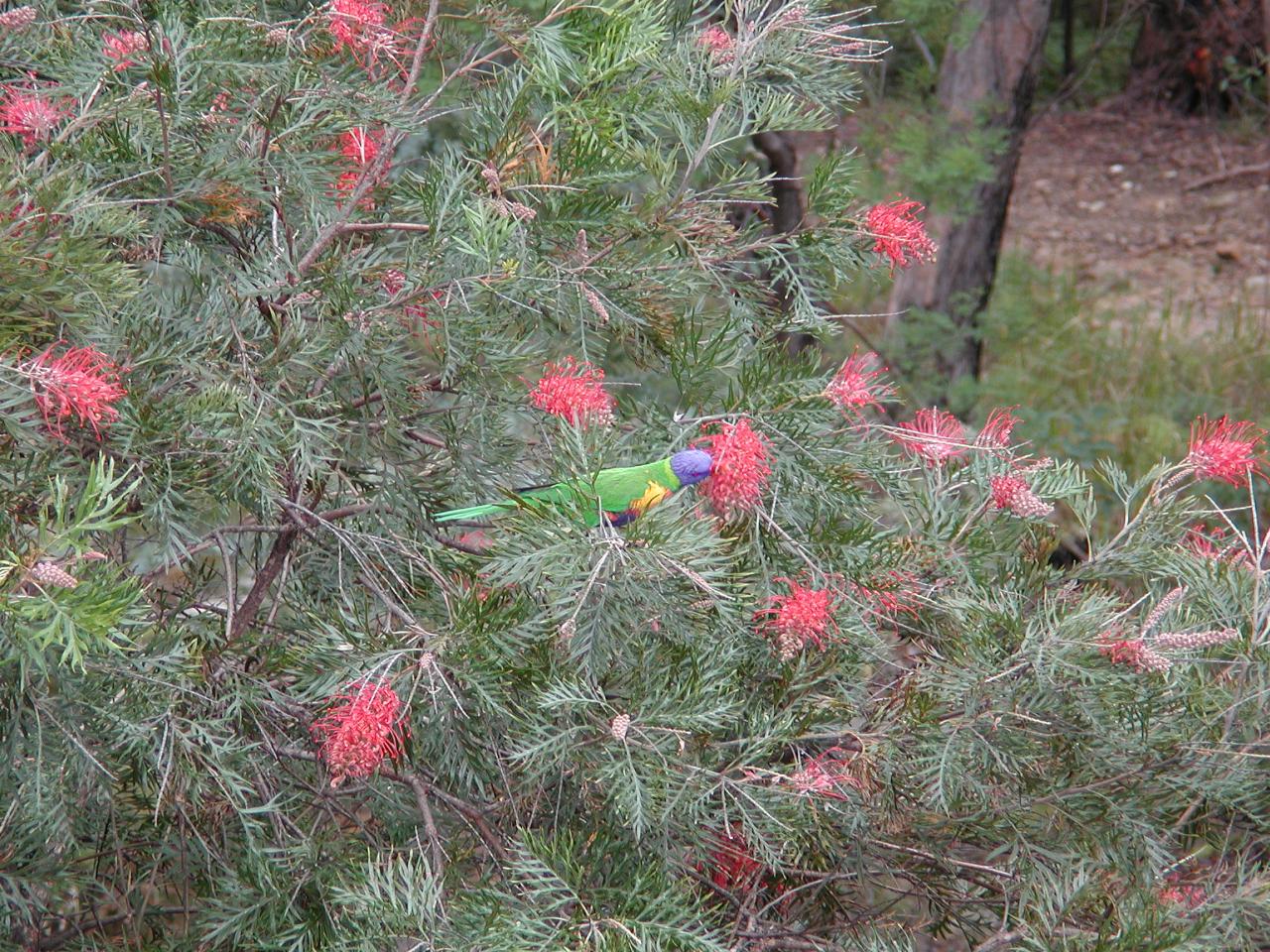 Rosella in Grevillea bush