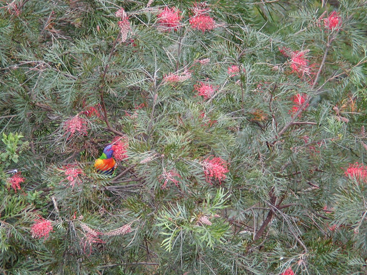 Rosella in Grevillea bush