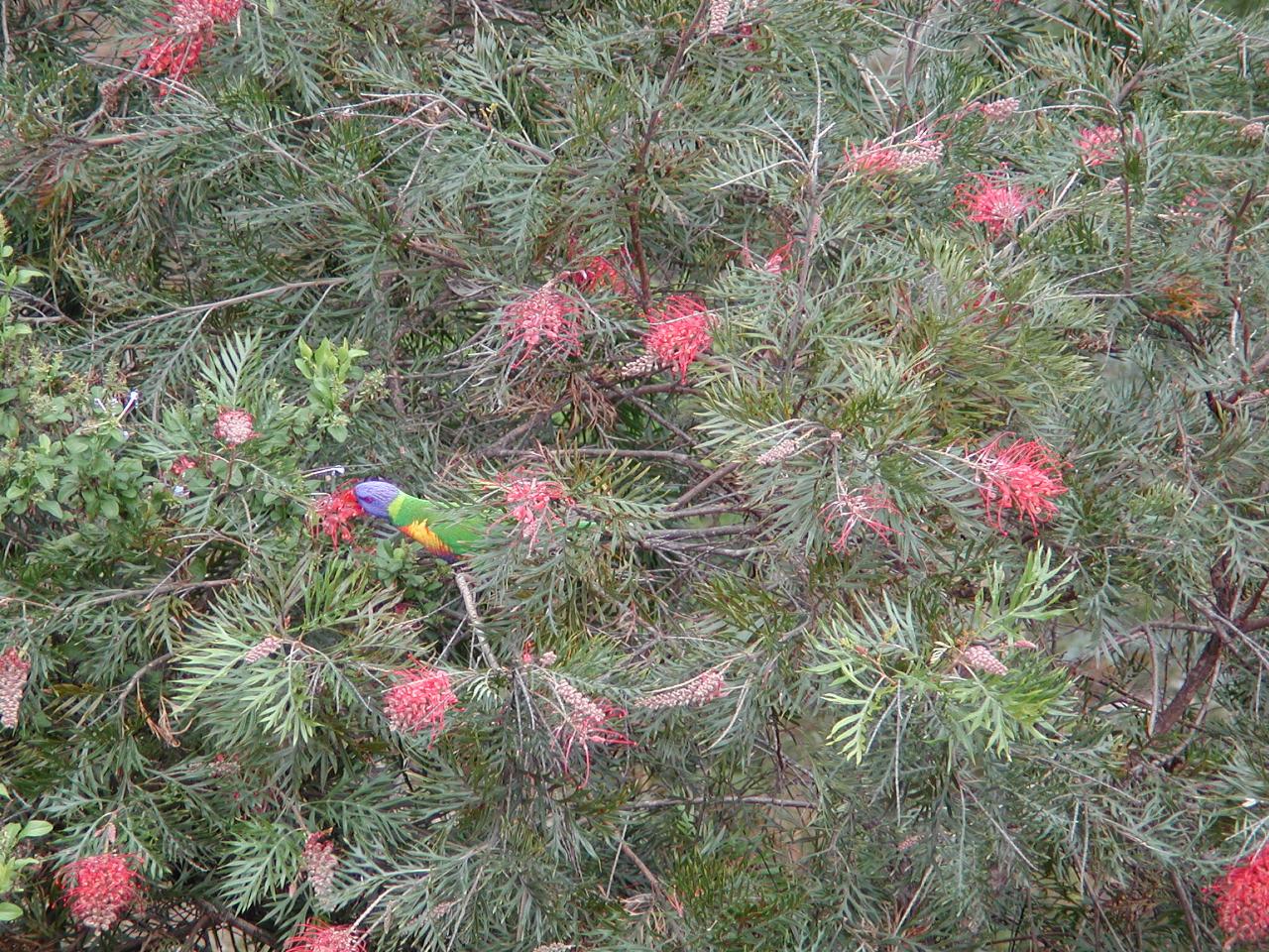 Rosella in Grevillea bush