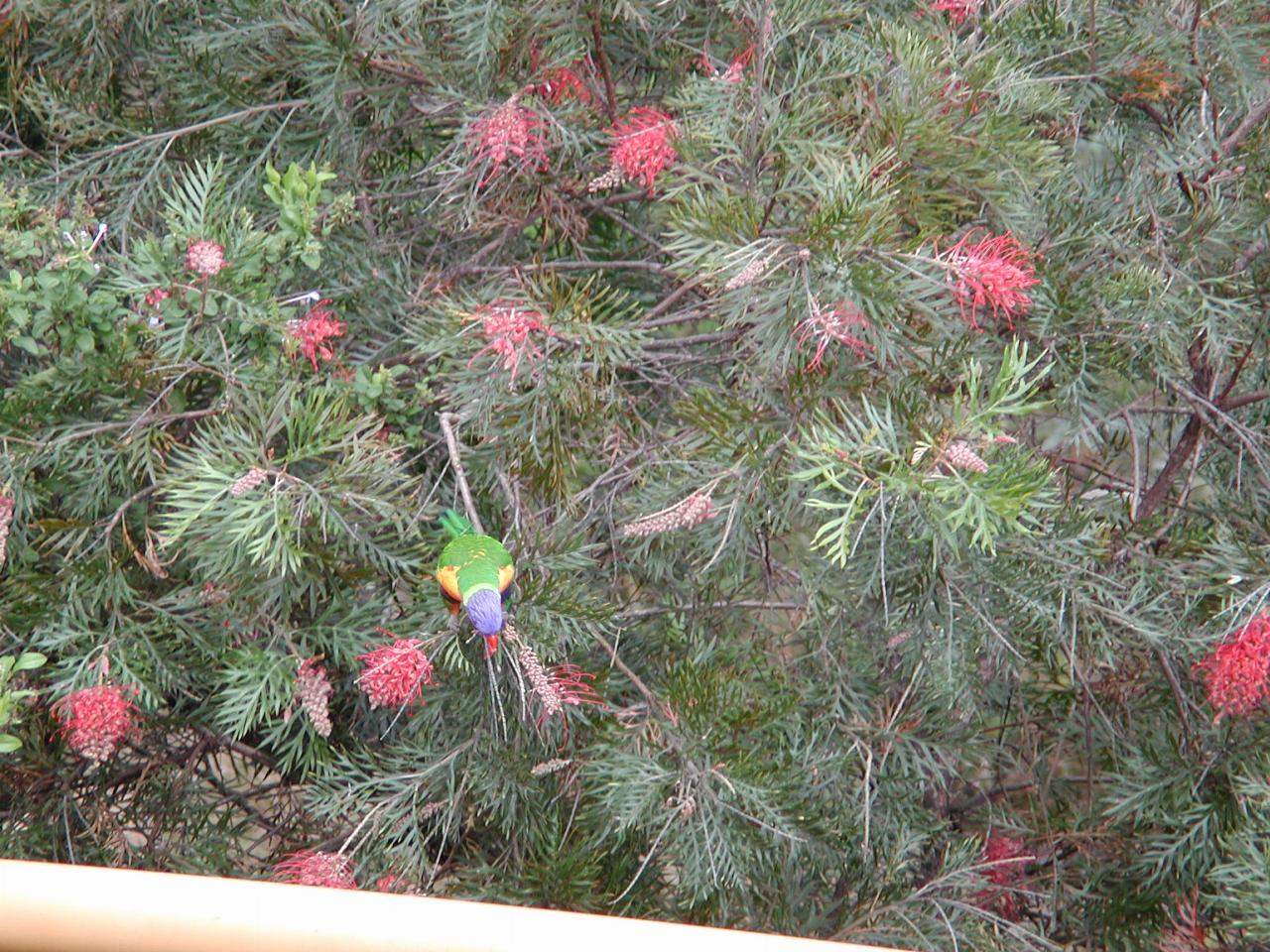 Rosella in Grevillea bush