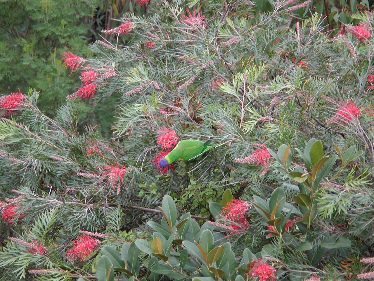 Rosella in Grevillea bush