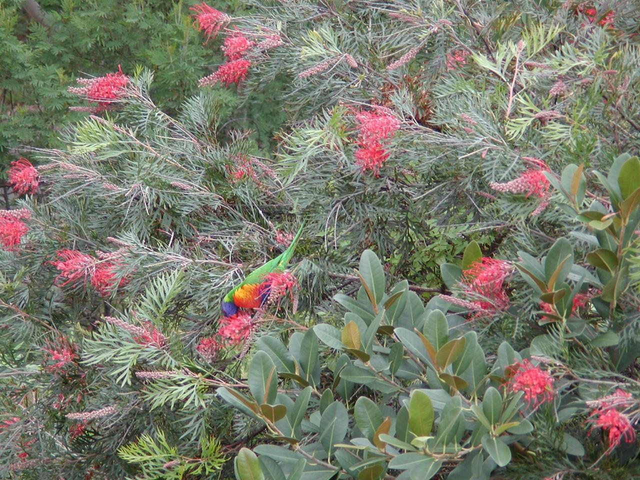 Rosella in Grevillea bush