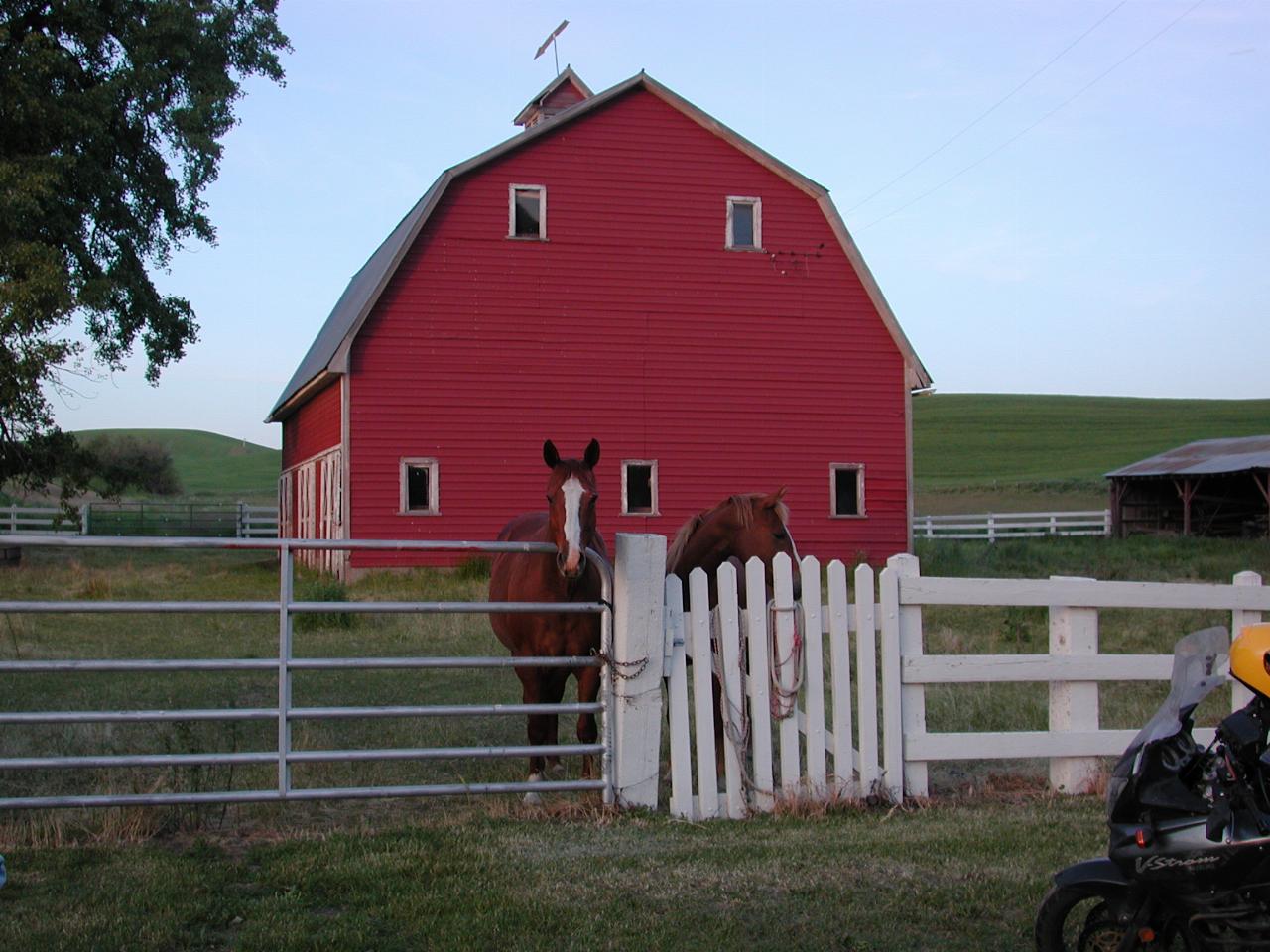 Thompson's barn and horses