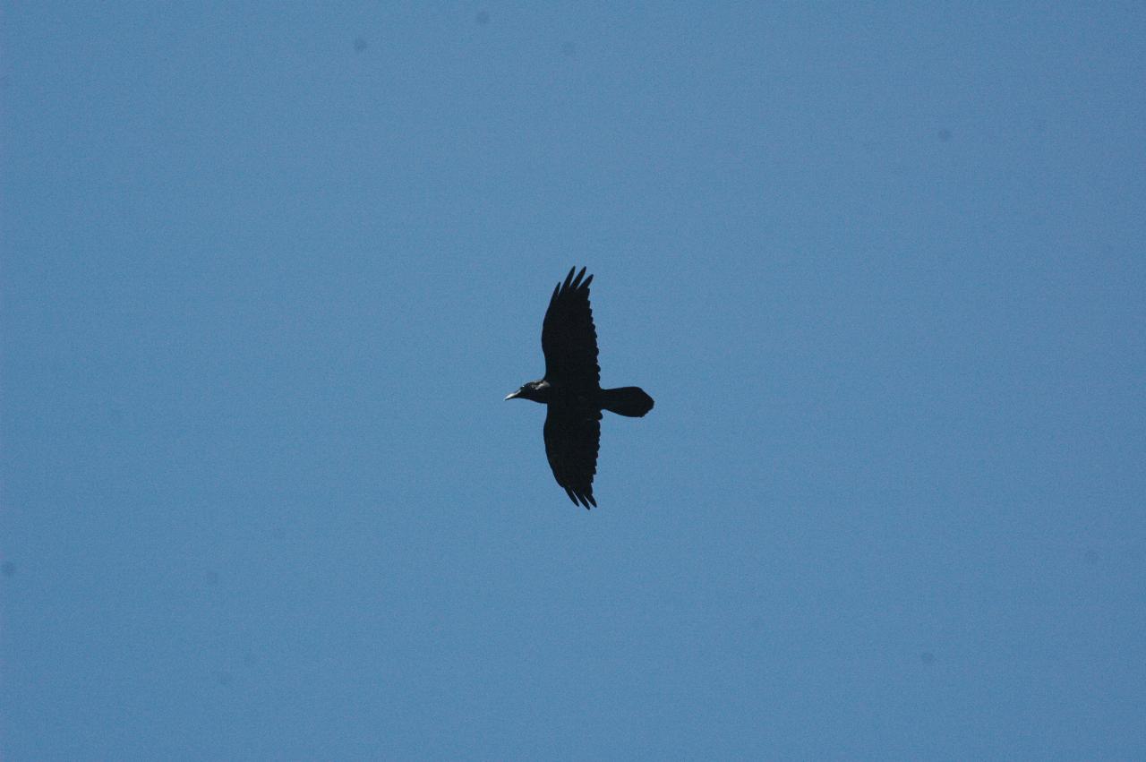 Crow flying above Burpee Hill Road, Concrete, WA