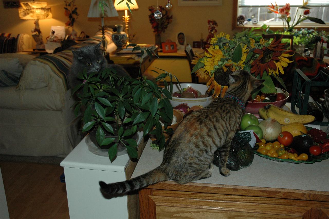 Marilyn Johnston's cat X2 and X3 looking on