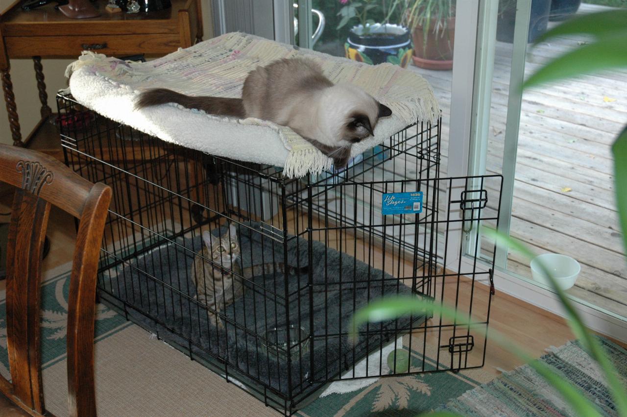 Marilyn Johnston's cats X1 and X4 which is inside her dog's (Cowgirl) overnight cage