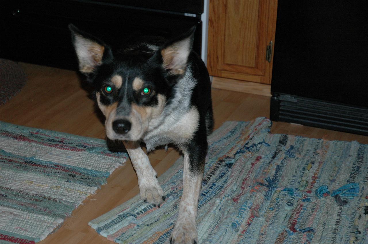 Marilyn Johnston's dog Cowgirl