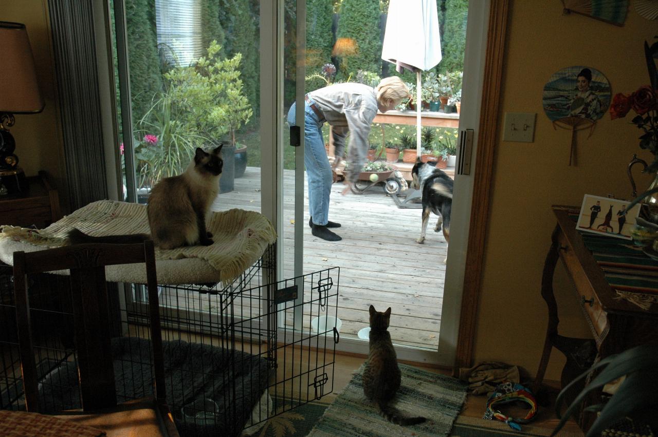 Marilyn's companion Jimmi with Cowgirl, while the cats look on