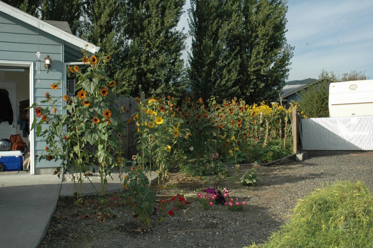 Marilyn Johnston's flower beds - sunflowers and some other, possibly daisies