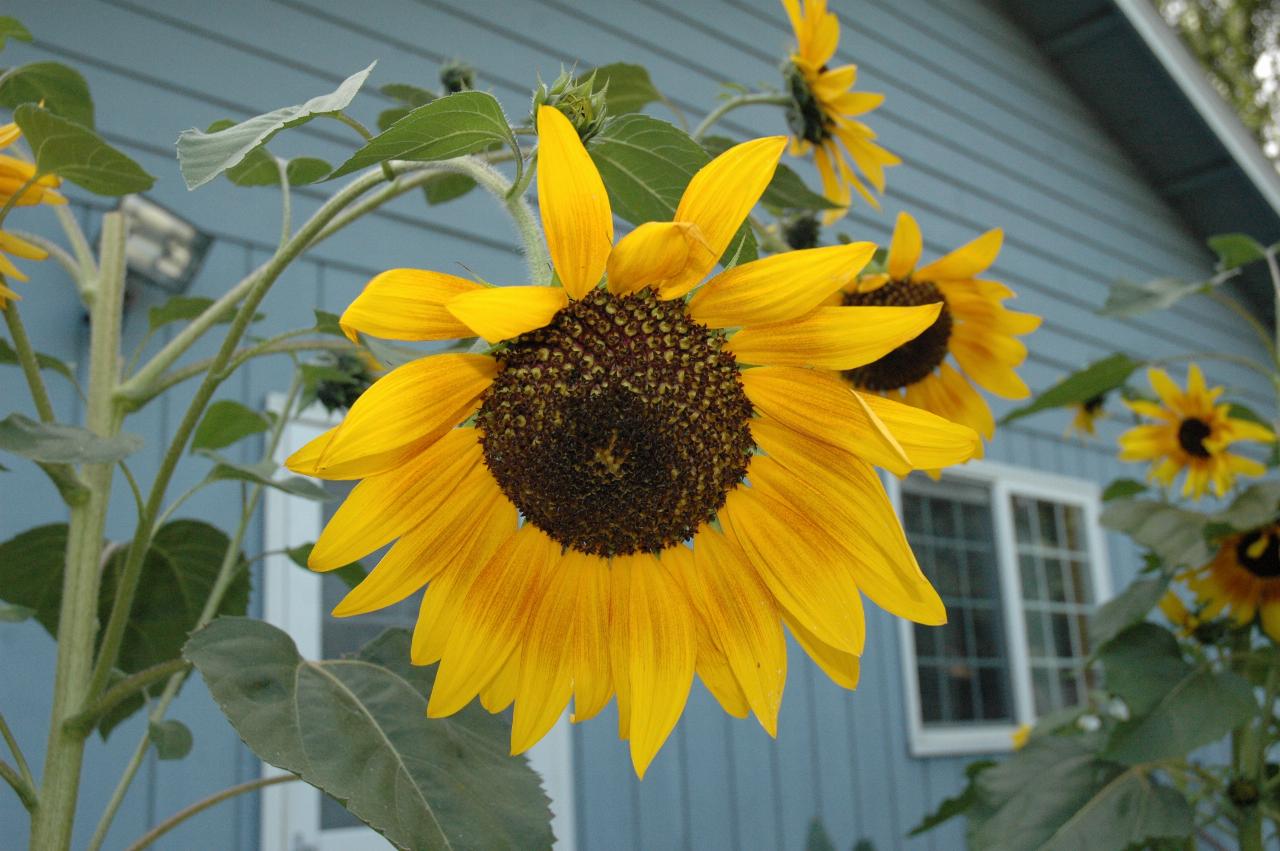 Marilyn Johnston's sunflowers