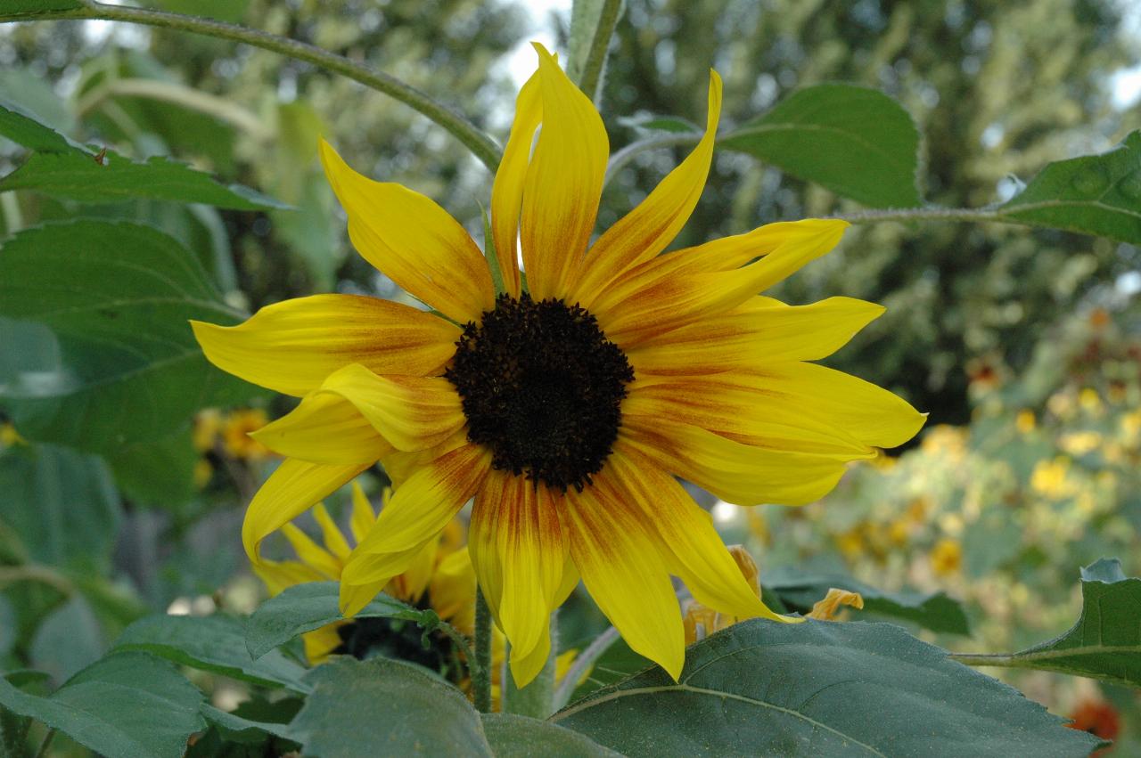 Marilyn Johnston's sunflowers