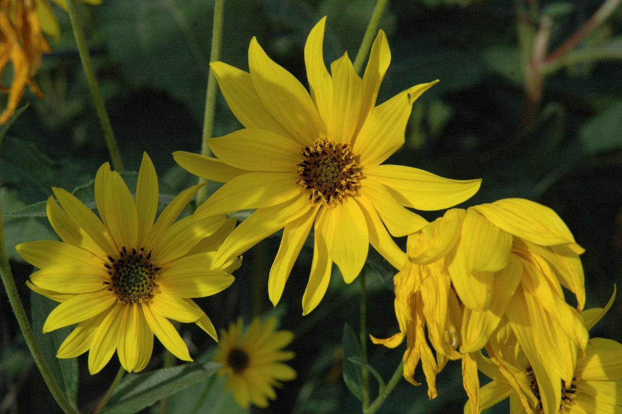 Marilyn Johnston's other yellow flowers - look like daisies