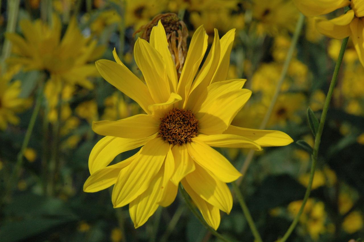 Marilyn Johnston's other yellow flowers - look like daisies