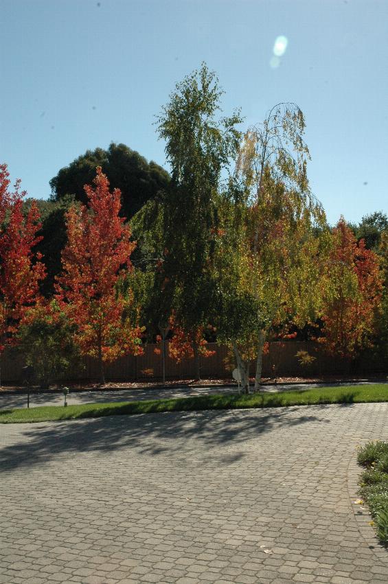 Trees in front of Jeff Newman's home