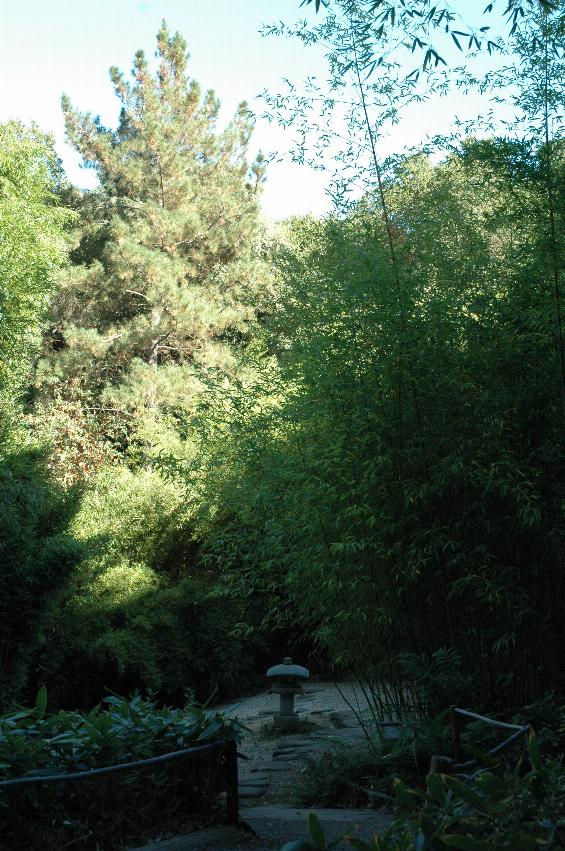 Bamboo Garden at Hakone Gardens, Saratoga