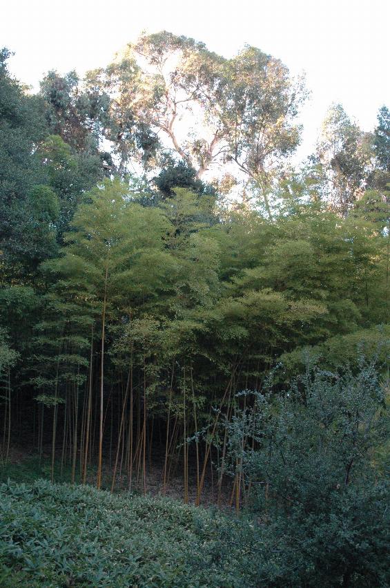 Bamboo section of Hakone Gardens