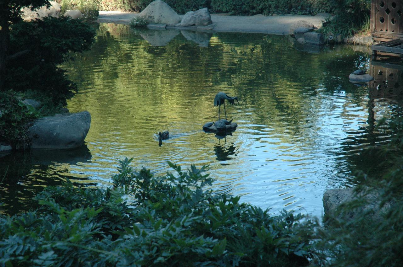 Ducks on Koi Pond, Hakone Gardens, Saratoga