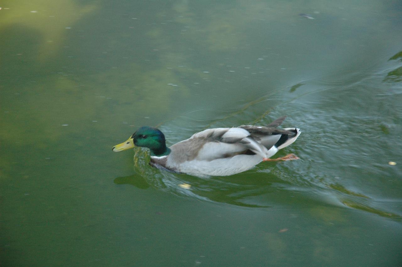 Duck on Koi Pond, Hakone Gardens