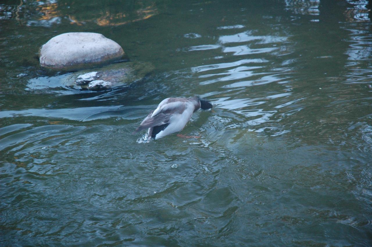 Duck on Koi Pond, Hakone Gardens