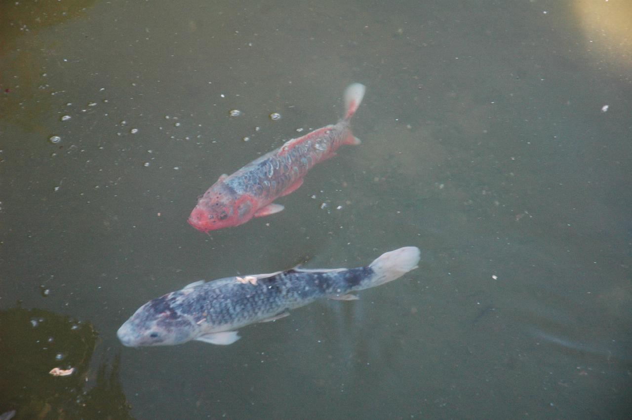 Koi in Koi Pond, Hakone Gardens