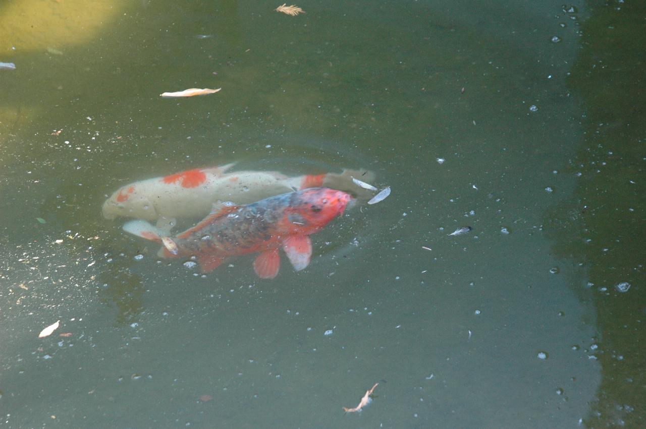 Koi in Koi Pond, Hakone Gardens