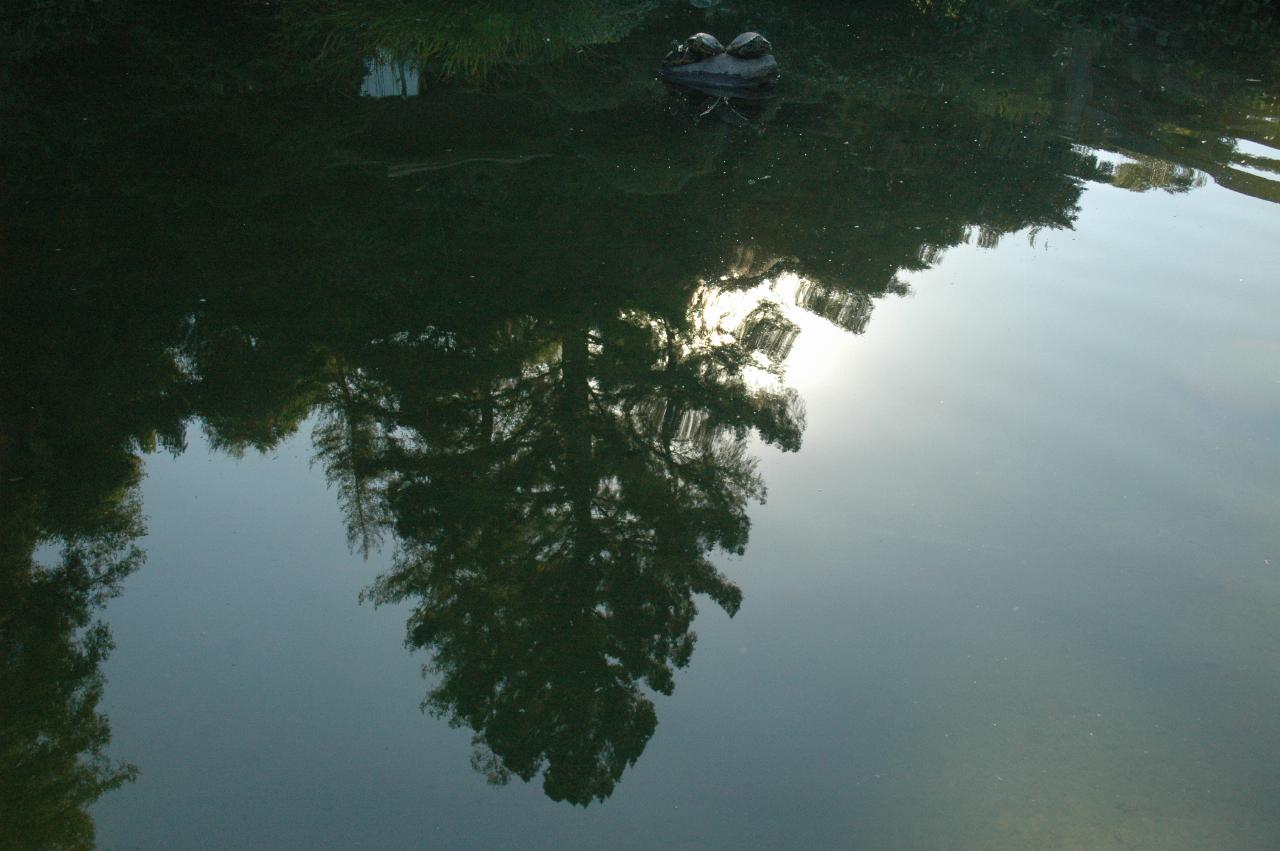 Reflections on Koi Pond, Hakone Gardens.  And live turtles on the rock!