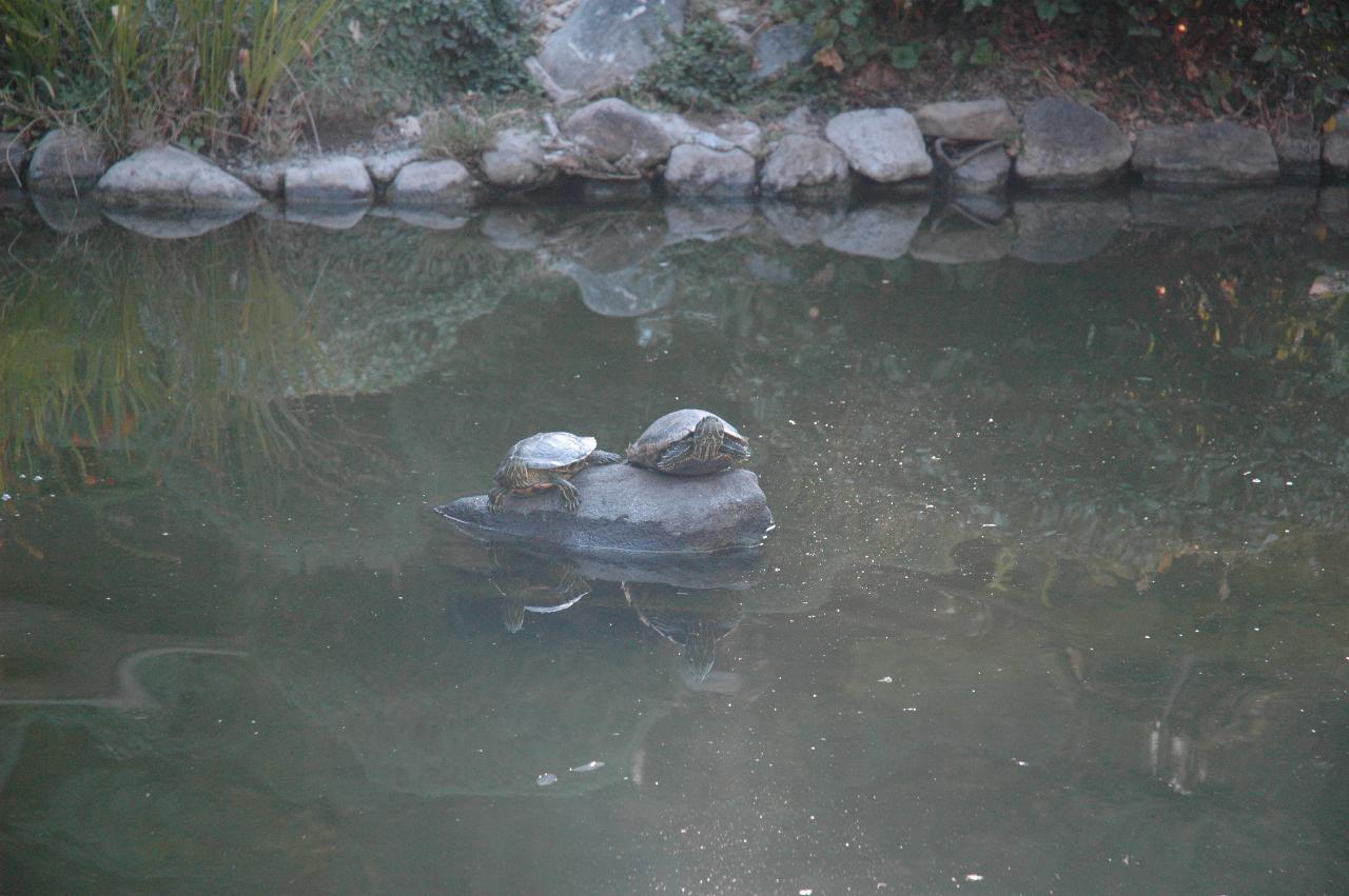 Turtles on a rock in the Koi Pond, Hakone Gardens, Saratoga