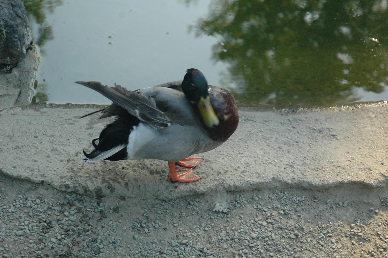 Duck on the edge of Koi Pond at Hakone Gardens