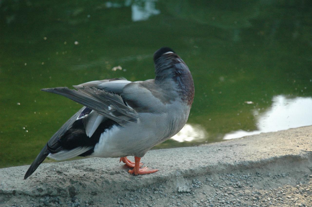 Duck on the edge of Koi Pond at Hakone Gardens