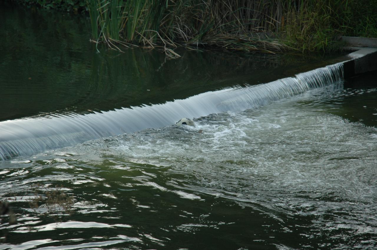 A small weir downstream of Vasona Lake, with a soccer ball caught in the flow at the bottom