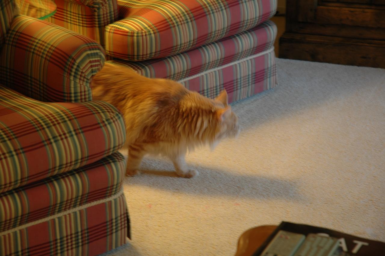 Jeff Newman's cat Max in his Saratoga home