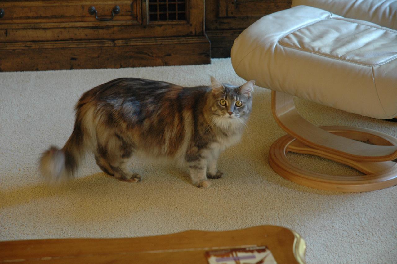 Jeff Newman's cat Samantha in his Saratoga home's family room