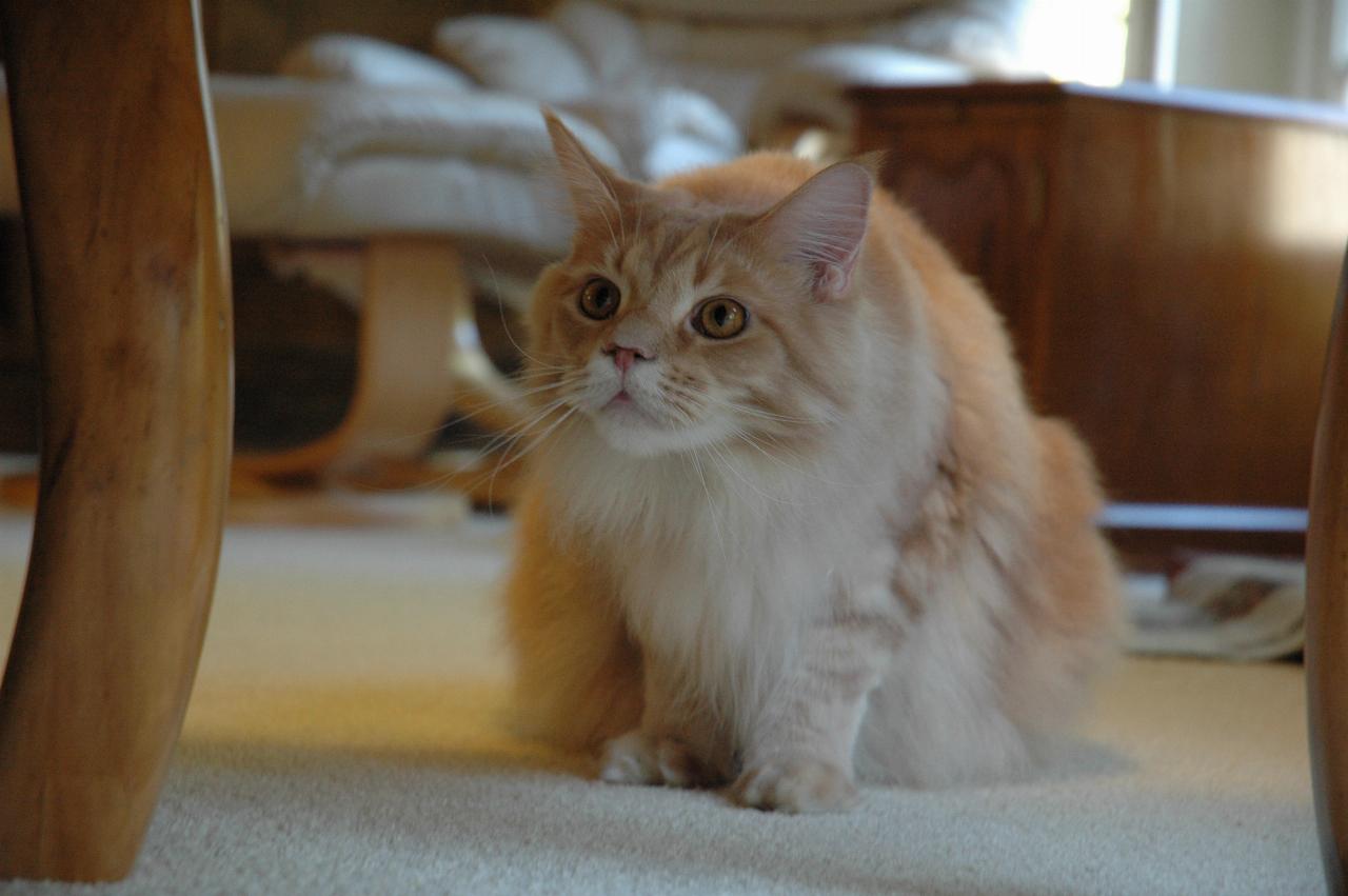 Jeff Newman's cat Max in his Saratoga home's family room